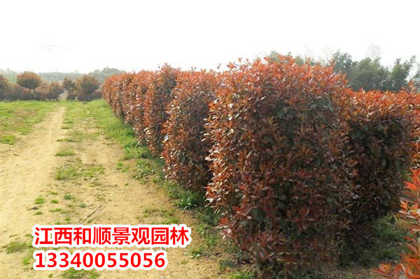 红叶石楠柱.jpg